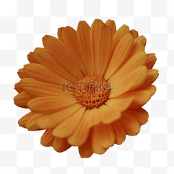 橙色太阳花