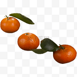 带叶子的橘子图片_三个带着绿色叶子的黄色橘子
