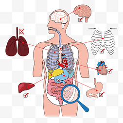 矢量身体器官检查