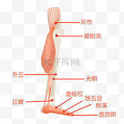 经络脉络图片_经络穴位腿部穴位