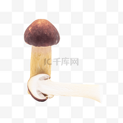 长出蘑菇图片_美味食材长蘑菇