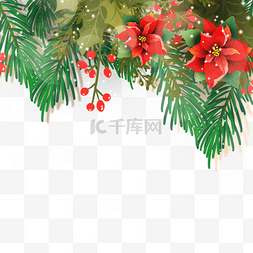 真实感christmas poinsettia圣诞花插画