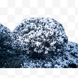 冬天树上白雪