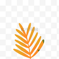 橙色的植物免抠图
