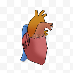 手绘卡通人体功能性器官心脏