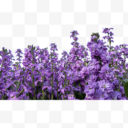 紫罗兰春天花朵