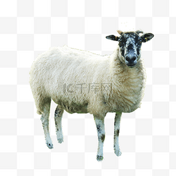 肖恩海默的表情包图片_可爱的肖恩羊