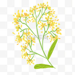 茂盛的油菜花插画