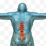 腰椎脊椎人体骨骼