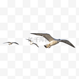 海鸥图片_一群天空飞翔的鸟