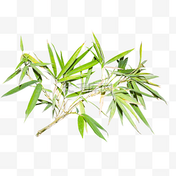 一支浅绿色竹子