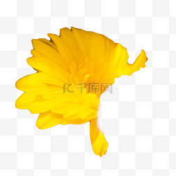 黄色纷纷绚丽的花朵
