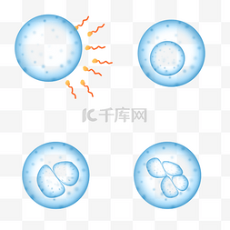 受精过程图片_精子卵子受精过程