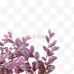 实物图图片_紫色植物