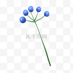 热带植物蓝色种子植物