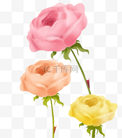 红玫瑰粉玫瑰图片_粉色玫瑰花朵