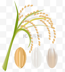 绿色食品图片_黄色水稻糙米珍珠米