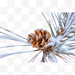 松塔肉片图片_落满小雪花的松塔和松枝