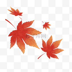 手绘秋季枫树图片_红枫叶元素素材插画