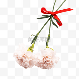 2枝浅色康乃馨蝴蝶结鲜花实物拍