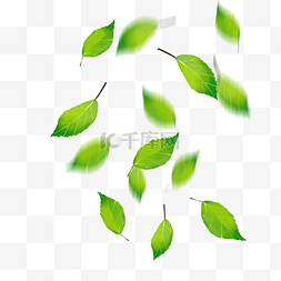 绿色漂浮树叶