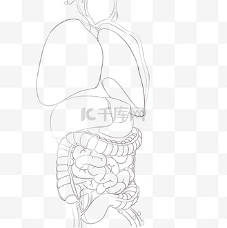 人体内脏线描