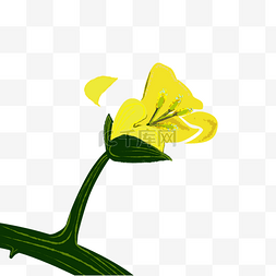 油菜花设计图片_掉落的油菜花瓣插图