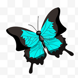 漂亮的蝴蝶装饰插画