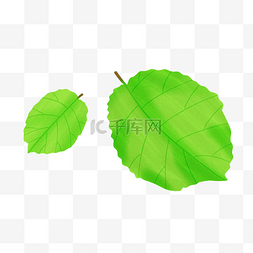 绿色的榕树叶子插画