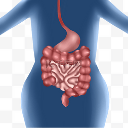 大肠图片_人体器官肠胃