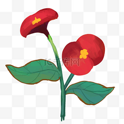 夏季植物红花插画