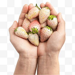 新鲜水果白色草莓