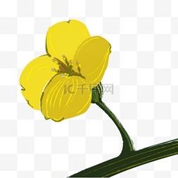 卡通黄色油菜花图片_一朵油菜花装饰插图