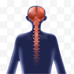 人体系统脊椎骨