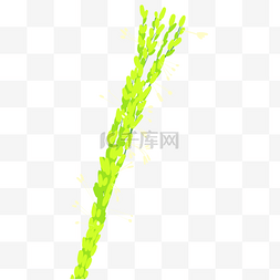 植物绿色稻花