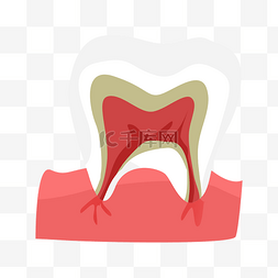 人体五官图片_牙齿牙龈器官插画