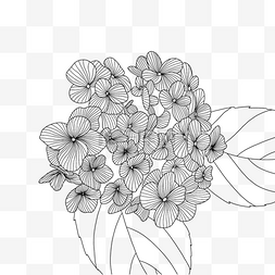 花朵黑白手绘图片_手绘黑白线描绣球花