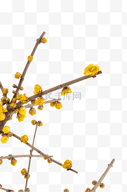 黄色腊梅花枝植物