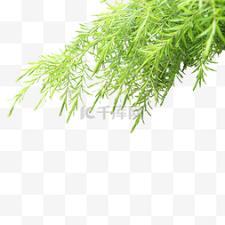 垂下植物图片_绿色垂下的枝条