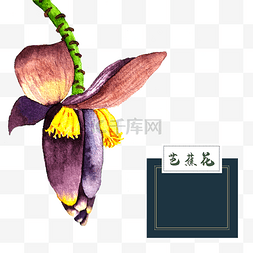 热带鲜花植物图片_花类中草药水彩芭蕉花热带