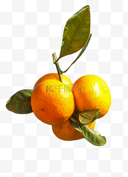 橘子叶图片_橘子叶橘