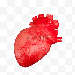 仿真道具图片_仿真人体心脏器官道具