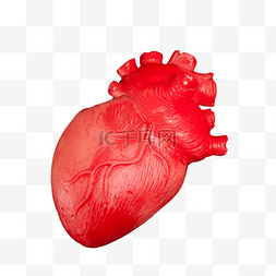 恶搞道具图片_仿真人体心脏器官道具