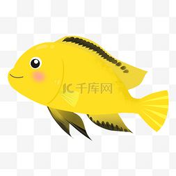 非洲黄色图片_非洲王子鱼类