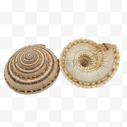 两个蜗牛外壳