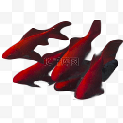 五只红色小鱼游来游去