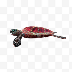 花斑红壳海龟