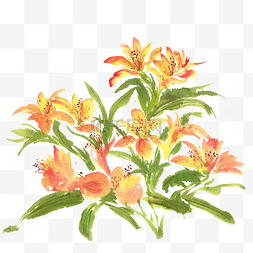 橙黄图片_橙黄色的花卉
