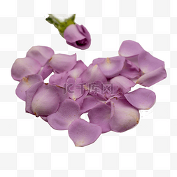 花瓣桃心图片_紫色玫瑰花瓣