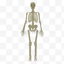 人体模型骨骼